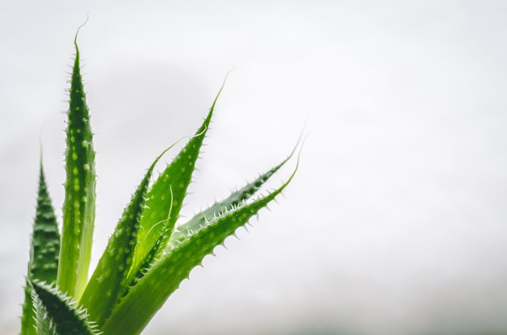 Aloe Vera