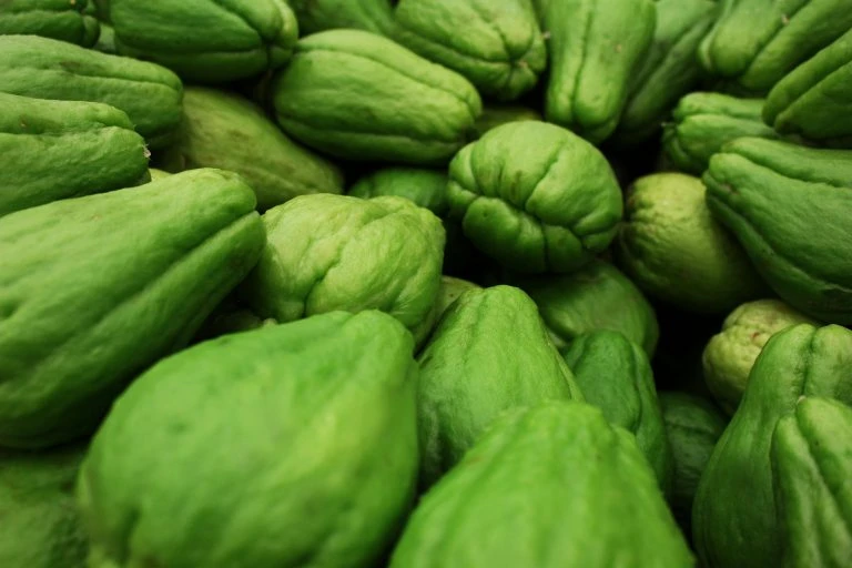  Chayote